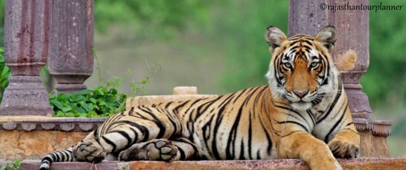 Ranthambore National Park welcomes new Cubs